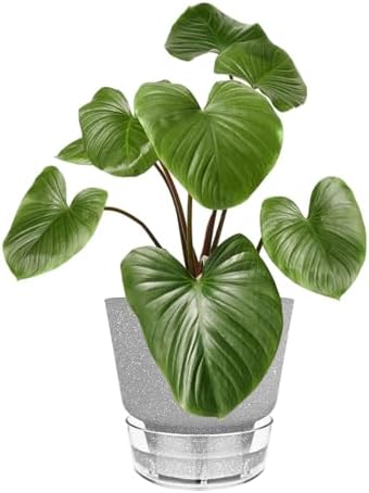Plant Pots - 6" Orchid Pot, 5 Pack Orchid Pots with Holes - Self Watering Pots for Indoor Plants - Plant Pots with Drainage Hole and Tray Saucer (Frosted Gray) - Image 6