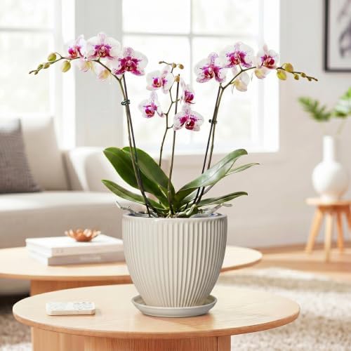 6 Inch Planter, Ceramic Pots for Plants Indoor, Decorative Plant Pots with Drainage Hole and Saucer, Round Flower Pot, Modern Small Planter, Office Decor, Gifts for Plant Lovers, Cream White - Image 3