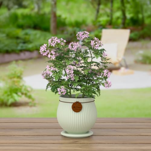 8.3 Inch Light Green Ceramic Planter with Drainage Hole and Saucer - Image 6