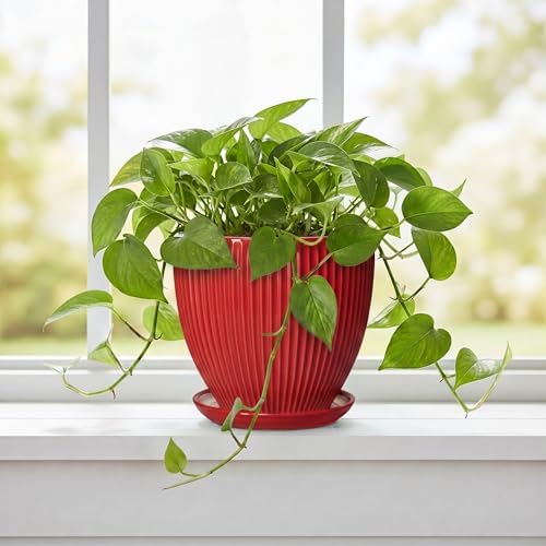 Ceramic Planter, 6 Inch Plant Pot Indoor with Drainage Hole and Saucer, Small Pots for Plants, Modern Succulent Flower Pot, Round Planter, House Garden Decor, Plant Gifts for Women Men, Red - Image 5