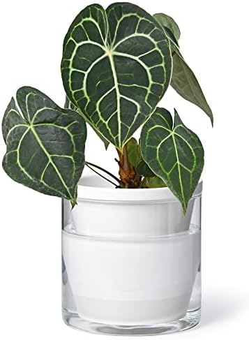 D'vine Dev Self-Watering White Terracotta Planter Pot, 6 in, 37-X-B-2 by DvineDevPlanterPotsandStand