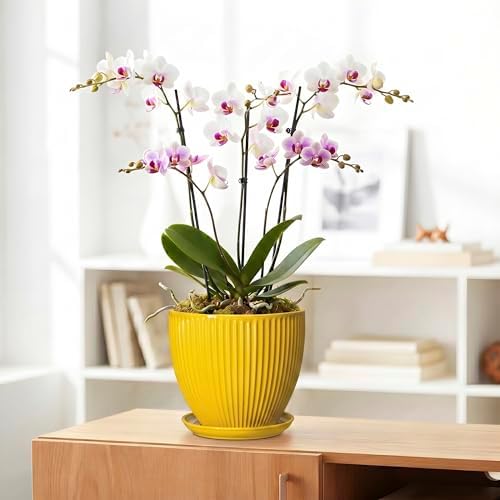 8 Inch Pots for Plants, Ceramic Plant Pots for Indoor Plants, Round Ceramic Planter with Drainage Hole and Saucer, Modern Decorative Plant Pot, Home Kitchen Decor, Women Men Gifts, Yellow - Image 5