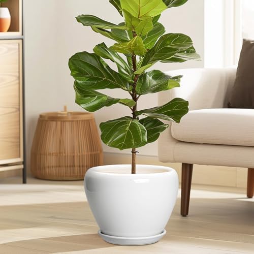 Ceramicfor Ceramic Pot for Plants, 8 Inch Planter, Glossy White - Image 2