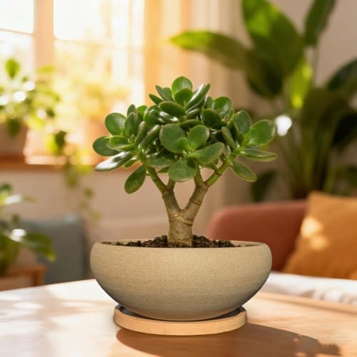 MUZHI 2 Pack 8+6 Inch Plant Pot - Natural Unglazed Ceramic Bonsai Pot with Bamboo Saucer, Large Vintage Clay Shallow Planter Pot with Drainage Hole - Image 6