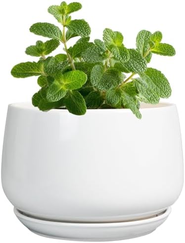 G EPGardening Ceramic Plants Pots - 4 inch Succulent Pots for Indoor Outdoor, Small Planter with Drainage Hole & Saucer, Round Planter, Modern Flower Pot, Office Decor, Plant Lovers Gifts, White by GEPGardening