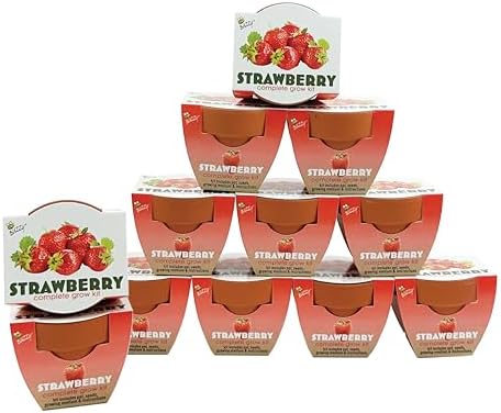Buzzy Seeds Alpine Strawberry Grow Kit 12-Pack, Terracotta Pots, Fruit by BUZZY