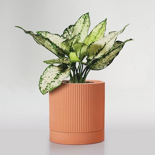HERDUK Modern Terracotta Pots, 6 Inch Ribbed Textured Clay Planter Pots with Drainage Hole & Saucer, Garden Pots for Indoor/Ourdoor Plants, Succulent Cactus & Herb by Herduk