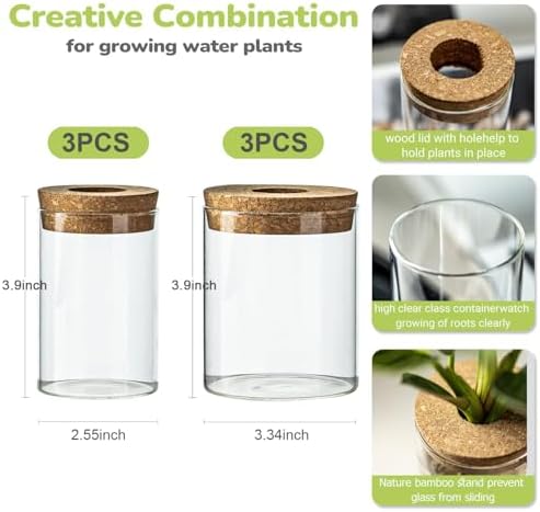 Glass Plant Propagation Station Set – Water Planting Glass Vase for Herb Cuttings,Succulent Water Rooting–Desktop Planter Jars for Home,Office,Living Room,Bedroom Decor(6PCS) - Image 2
