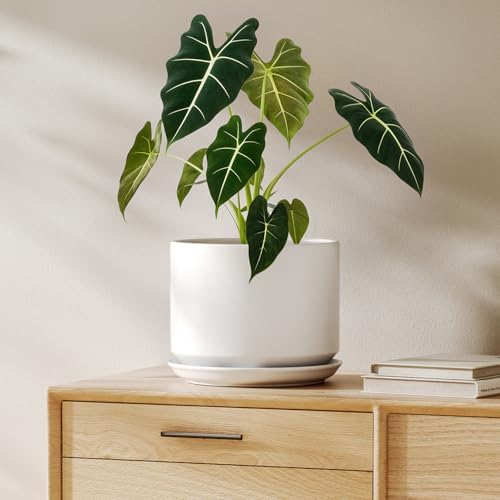 LE TAUCI Ceramic Pots for Plants, 8 Inch Plant Pot with Drainage Hole & Saucer, Modern Minimalist Planters for Indoor Plants, Round Flower Pot for Snake Plant, Monstera, Perfect for Home Decor, White by LETAUCI