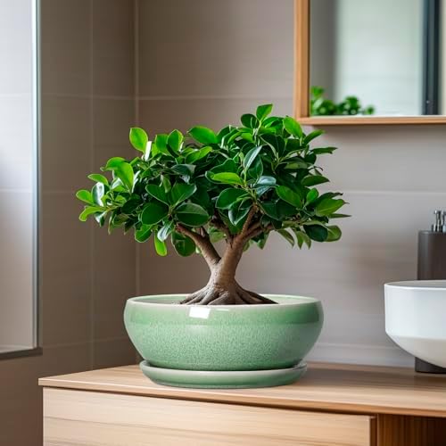 SQOWL Bonsai Planter - 8 Inch Ceramic Succulent Planters for Indoor Plants Outdoor, Shallow Round Planter with Drainage Hole and Saucer, Ceramic Bowl Planters, Home Decor, Birthday Gifts, Green - Image 6