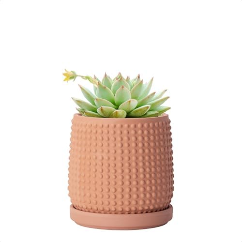 D'vine Dev Beaded Terracotta Pot with Saucer, 4 in, Terra Cotta, 27-C-Z-7 by DvineDevPlanterPotsandStand