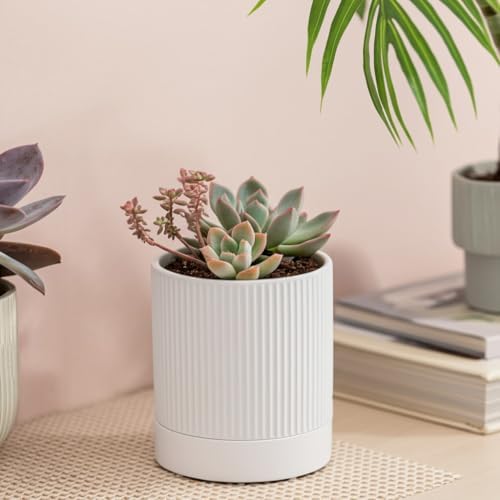 HERDUK Small Plant Pots, 4 Inch Pots for Indoor Plants, Modern Minimalist Ceramic Plant Pots with Drainage Hole & Saucer, White Set of 2 - Image 7