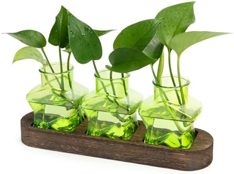 XXXFLOWER Plant Propagation Station with Wooden Stand 3 Green Star Jars by XXXFLOWER