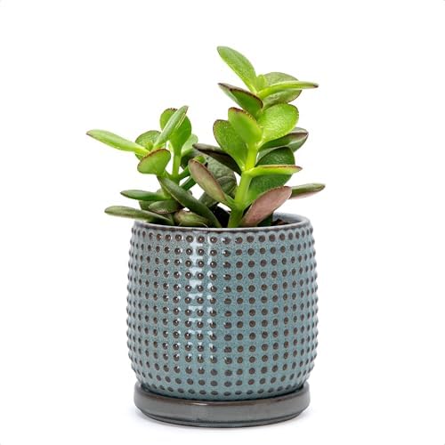 D'vine Dev Beaded Ceramic Pot with Saucer, 4 in, Graphite Blue, 27-C-Z-9 by DvineDevPlanterPotsandStand