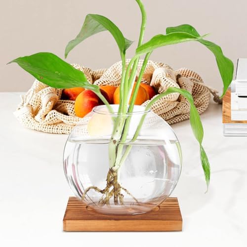 Hydroponic Glass Plant Vase with Wood Base, Small Desktop Flower Propagation Station for Indoor Garden and Office Home Décor - Image 7