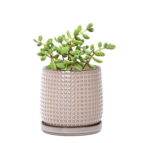 D'vine Dev Beaded Ceramic Pot with Saucer, 4 in, Light Brown, 27-C-Z-4 by DvineDevPlanterPotsandStand
