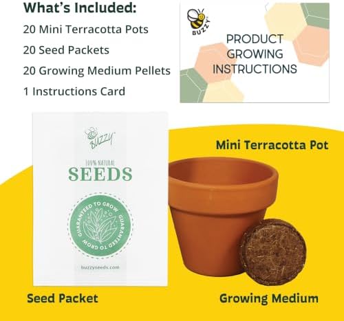 BUZZY Seeds Daisy Grow Kit, 20-Pack Bulk Terracotta Pots, Indoor Garden - Image 4