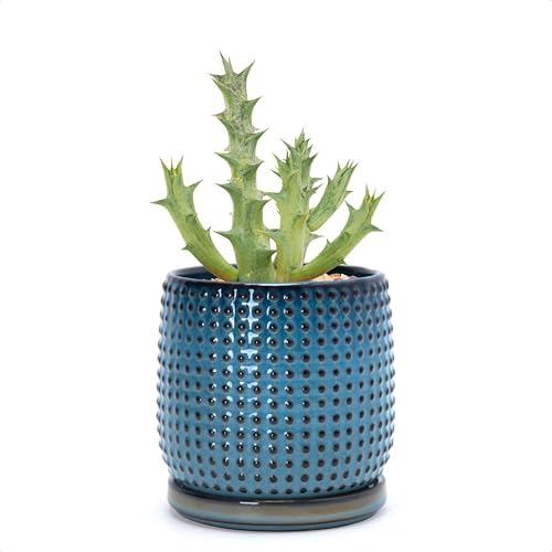D'vine Dev Beaded Ceramic Pot with Saucer, 4 in, Ocean Teal, 27-C-Z-8 by DvineDevPlanterPotsandStand