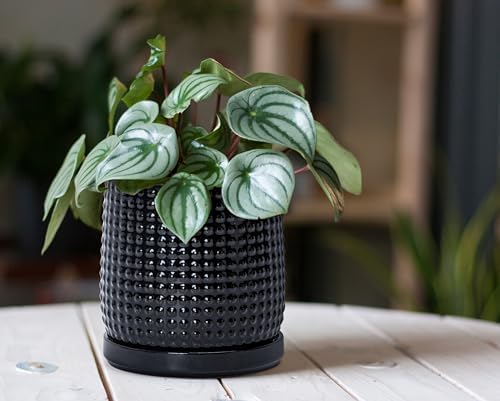 D'vine Dev Beaded Ceramic Planter Pots, 4/6 in, Gloss Black, 27-D-U-2 - Image 2