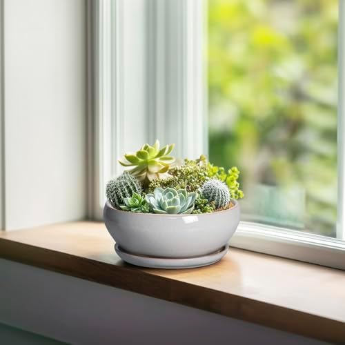 SQOWL Succulent Planters 6 Inch - Ceramic Bonsai Pots with Drainage Hole and Saucer, Shallow Planter for Indoor Plants Outdoor, Round Ceramic Pots for Plants Cactus, Room Decor, Garden Gifts, Gray - Image 3