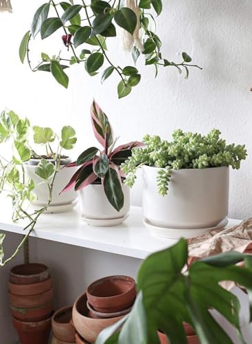 LE TAUCI Ceramic Pots for Plants, 4.3+5.3+6.8 Inch Plant Pots, Indoor Planters with Drainage Hole and Saucer for Succulents, Herbs and Flowers, Set of 3, Satin, White - Image 3