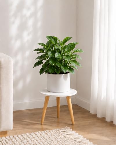 Bamworld Plant Stand Indoor Small Plant Table for Large Plant by Bamworld
