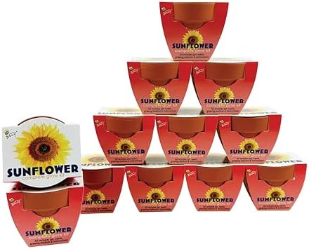 BUZZY Seeds Sunflower Grow Kit 12-Pack, Terracotta Pots, Wedding Favors by BUZZY