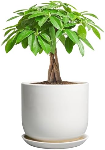 Ceramic Pot for Plants 7 Inch - Modern Round Indoor Outdoor Planter with Drainage Hole and Saucer, Home House Office Room Decor, White by SUNPOTFOR