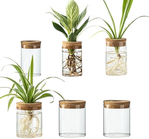 Glass Plant Propagation Station Set – Water Planting Glass Vase for Herb Cuttings,Succulent Water Rooting–Desktop Planter Jars for Home,Office,Living Room,Bedroom Decor(6PCS) by Snminetal