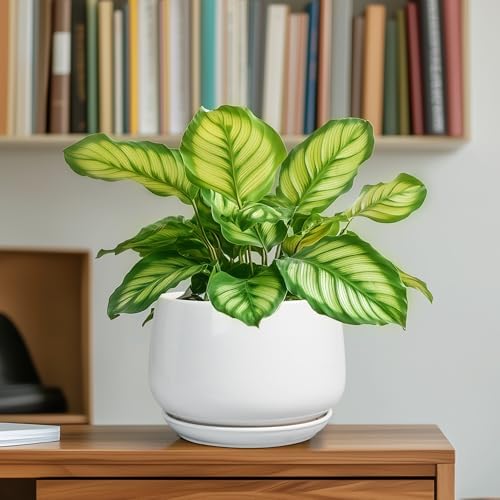 G EPGardening Ceramic Pots for Plants - 6 Inch Planter for Indoor Plants, Flower Pots with Drainage and Ceramic Tray, Modern Office Decor, Gifts for Plant Lovers, White - Image 6