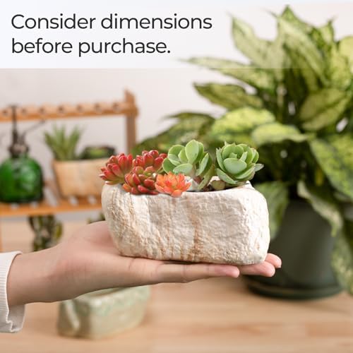 T4U 5.5 Inch Ceramic Succulent Pot Planter with Drainage Hole Set of 3, Stone Shape Rectangle Window Box Cactus Plant Containers Gift for Mom Sister Aunt Best for Home Office Table Desk Decoration - Image 4