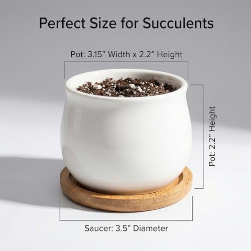 SHECIPIN Succulent Plant Pot, White Mini 2.6 inch Ceramic Flower Planter Pot with Bamboo Tray, Pack of 8 - Plants Not Included - Image 2