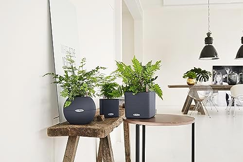 Lechuza Puro Color 20 Slate, Self-Watering Small Indoor Planter, D7.9 H6.3 in - Image 5
