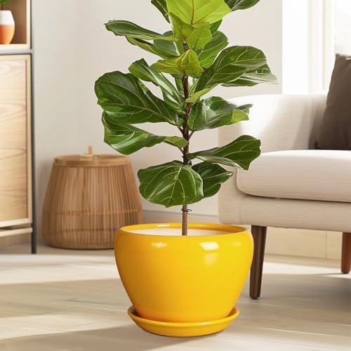 Ceramicfor Ceramic Planter - 10 Inch Plant Pot for Indoor Outdoor Plants Glaze Modern Round Planter with Drainage Hole and Saucer for Garden Office Home Room Patio Decor, Yellow - Image 2