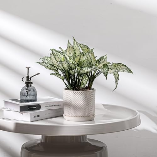 5.8 Inch Ceramic Planter with Drainage Hole & Bonded Saucer - Image 4
