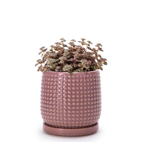 D'vine Dev Beaded Ceramic Pot with Saucer, 4 in, Blush Mauve, 27-C-Z-K by DvineDevPlanterPotsandStand
