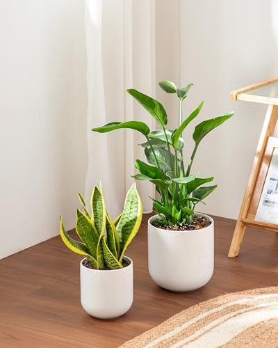 vancasso 6 Inch Ceramic Plant Pots, Planters with Drainage Hole, Flower Pots Planters Pots for Indoor Plants, Modern Indoor Decorative Garden Pot, Home Decor, White - Image 6