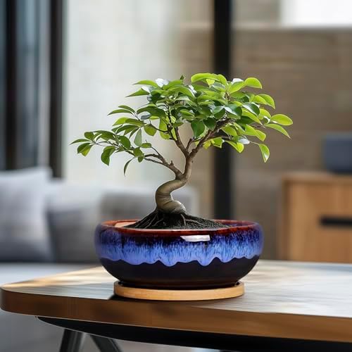 SQOWL 7 Inch Round Ceramic Succulent Planter Pot Drip Glazed Shallow Planter with Drainage Bamboo Tray for Indoor Plants - Image 6
