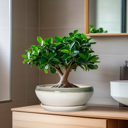SQOWL Bonsai Tree Pots - 8 Inch Ceramic Succulent Pots with Drainage Hole and Saucer, Shallow Round Planter Indoor Outdoor, Ceramic Bonsai Pot, Planter Bowl, House Decor, Plant Lover Gift, Gray-Beige - Image 6