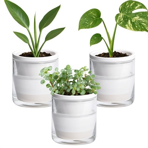 D'vine Dev Self-Watering White Terracotta Planter, 4 in, 3-Pack, 37-Z-A-2-T by DvineDevPlanterPotsandStand