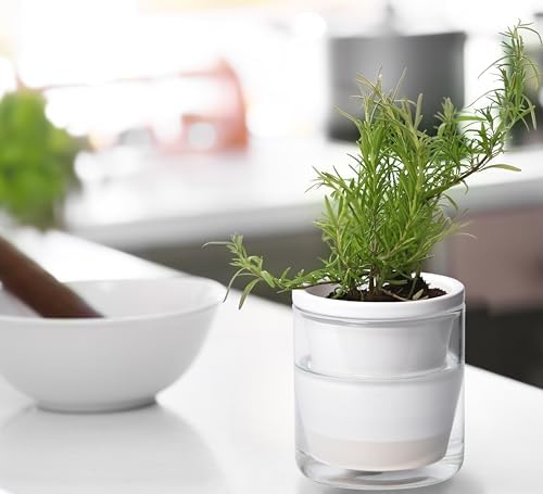 D'vine Dev Self-Watering White Terracotta Planter Pot, 4 in, 37-X-A-2 - Image 5