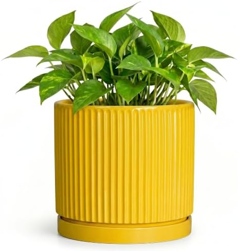 6 Inch Pots for Plants, Ceramic Planters with Saucer, Yellow by Unknown