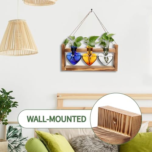 Plant Terrarium Propagation Stations Hydroponics - Image 3