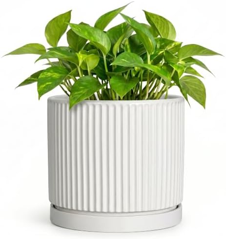 Ceramic Plant Pots 6 Inch, Round Pots for Plants with Tray, White by Unknown