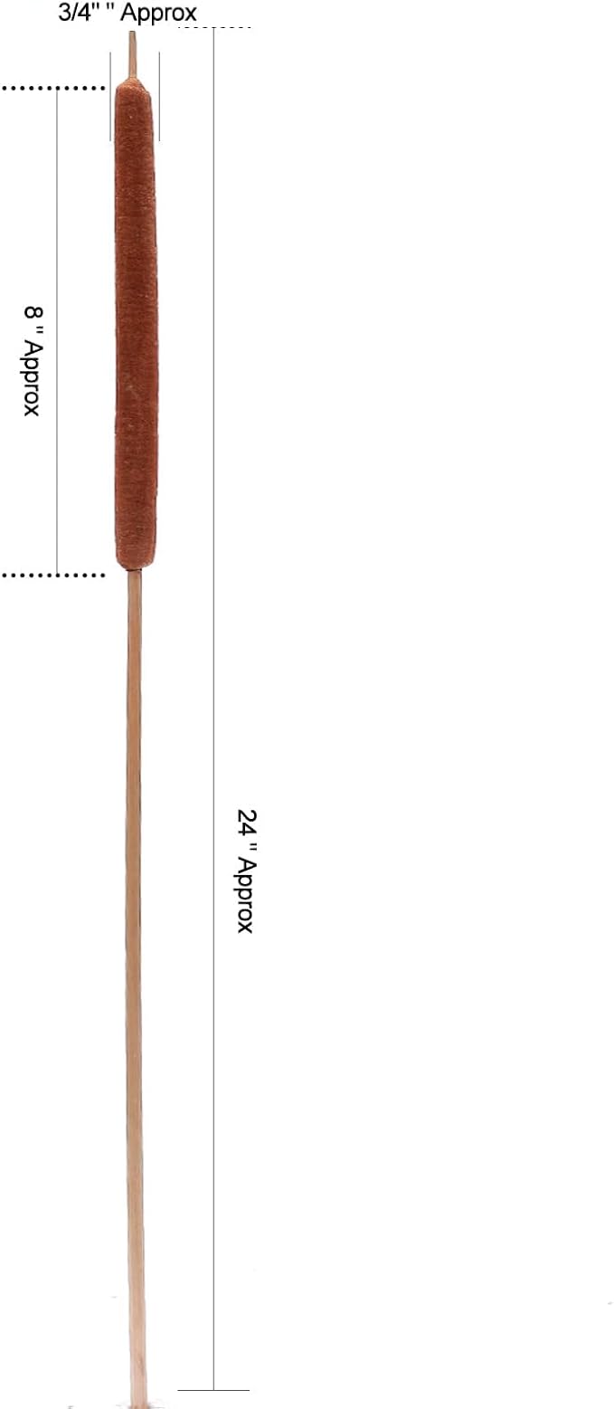 Dried Natural Cattails - 20PCS Jumbo Size for DIY Floral Arrangements and Home Office Decor - 0.75" Dia - 24 Inch Length