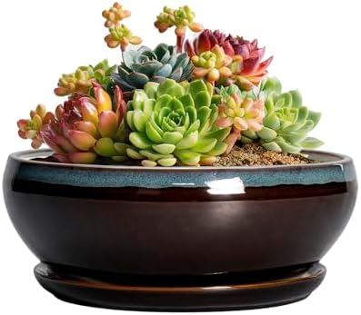 SQOWL Succulent Pots with Drainage Hole - 6 Inch Ceramic Bonsai Tree Pots, Shallow Planter with Saucer, Round Plant Pot for Succulent Indoor Outdoor, Porch Decor, Gifts for Plant Lover, Blue-Brown by SQOWL