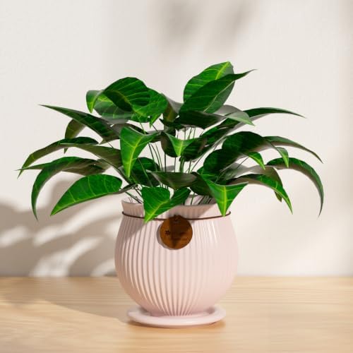 6.3 Inch Pink Ceramic Planter with Drainage Hole and Saucer - Image 5