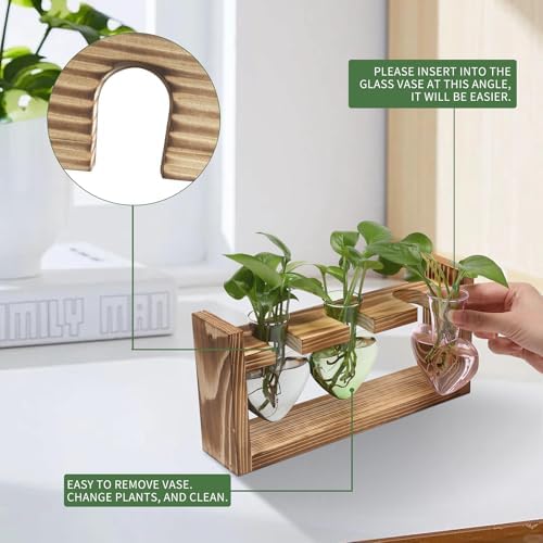 Plant Terrarium Propagation Stations Hydroponics - Image 2