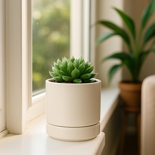 D'vine Dev 2-Pack Ceramic Pots with Saucers, Oatmeal, 4.7 in, 94-V-B-8 - Image 2