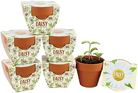 BUZZY Seeds Daisy Daydream Grow Kit 6-Pack, Mini Terracotta Pots, Indoor by BUZZY